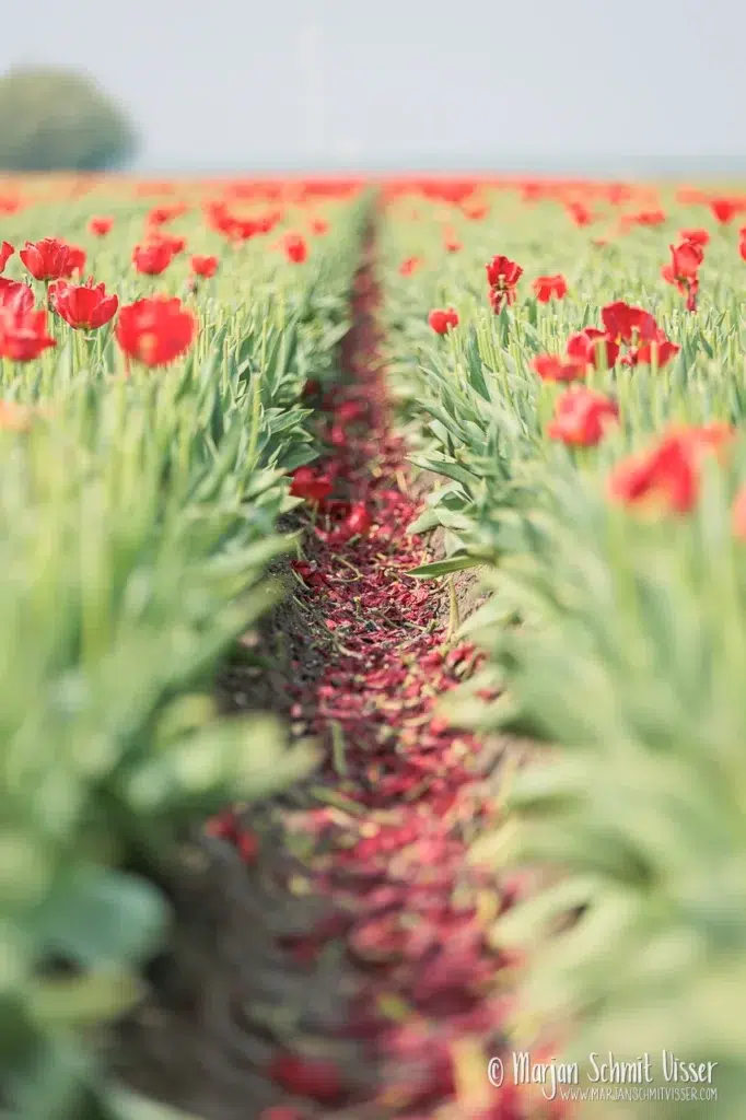 Pad met rode tulpen aan beide zijden en een strook gevallen bloemblaadjes in het midden, in een zonnig tulpenveld.