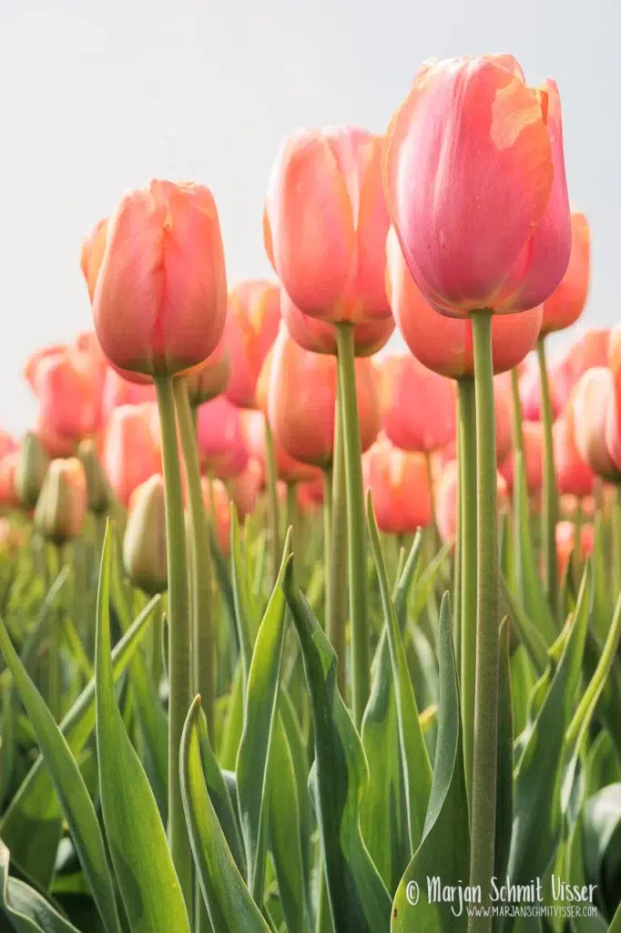 Close-up van roze tulpen die omhoog groeien in het voorjaarslicht, gezien vanuit een laag standpunt tussen het groene blad.