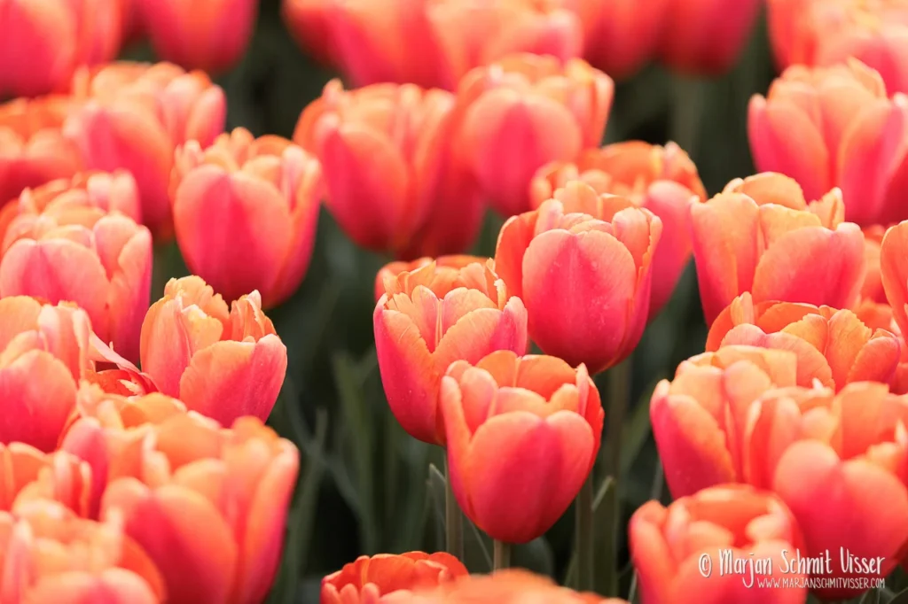 Close-up van helderrode tulpen in volle bloei in een tulpenveld in de Noordoostpolder.