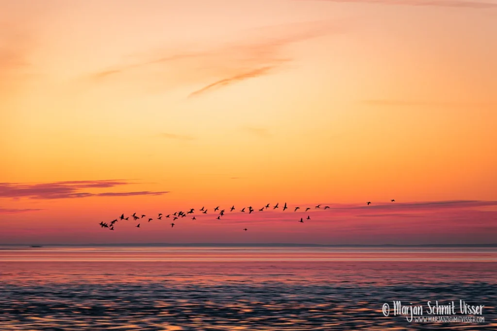 Aan de Nederlandse kust 39 Aan de Nederlandse kust Vogels vliegen over het Wad bij zonsondergang in Koehool, Nederland, met warme oranje en paarse tinten in de lucht en op het water.